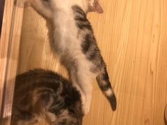 -屋虎猫馆(宝安大仟里店)