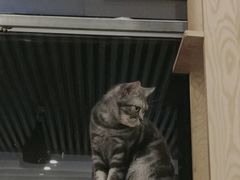 -猫的茶·猫咖