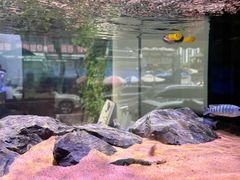 -青石桥花鸟鱼虫市场(叠翠城店)