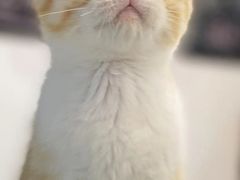 -Heymao猫咖.咖啡厅(东门店)