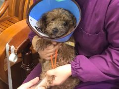 -达爱动物医院·犬猫分区·CT·复杂眼科(远洋山水分院)