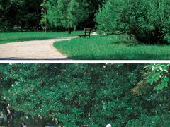 -上海共青森林公园