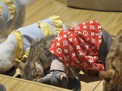 -啵啵喵·猫咖(攀华国际店)