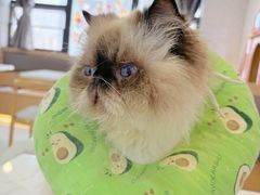 -喵园·猫主题咖啡厅·撸猫·猫咖(国贸店)