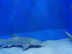 -太平洋海底世界