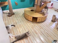 -柚子猫舍·精品猫舍购猫·猫咪认养·购宠·宠物店