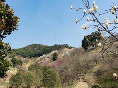 -新建村梅花