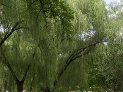 -莲花池公园