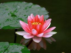 -桐乡植物园