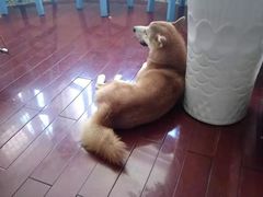 -喜柴咖啡·柴犬狗咖