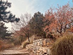 -北京鹫峰国家森林公园