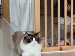 -Catmate·猫肥家润(金润铂宫店)