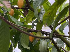 -歌斐颂巧克力小镇