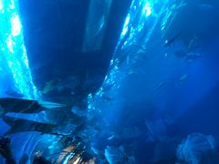 -迪拜水族馆及水下动物园