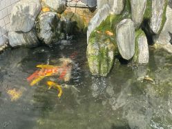 -维倪月子会所(独栋庭院·南海店)
