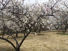 20140227_144934-香雪海
