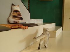 -飞行喵MR PILOT|猫舍·猫咖(静安大融城店)
