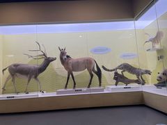 -国家自然博物馆