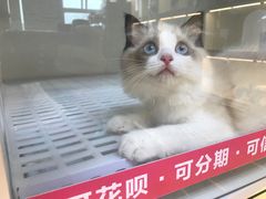 -lincat·猫舍(广州店)