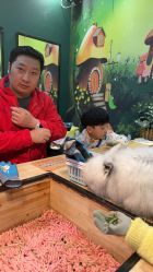 -神奇动物撸宠馆·羊驼·小浣熊·异宠(豫园店)