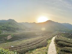 -龙坞茶村
