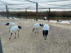 -盐城丹顶鹤湿地生态旅游区