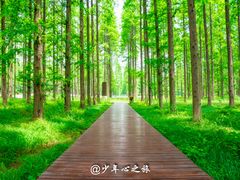 -黄海国家森林公园