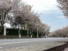 -高东镇樱花园
