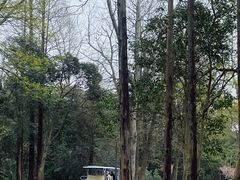 -上海滨江森林公园