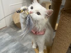 -楼上猫咖(罗湖店)