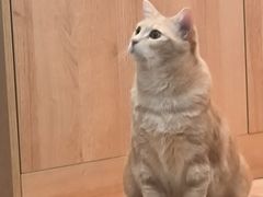 -是阿柴呀！柴犬咖啡·爱喵喵猫咖