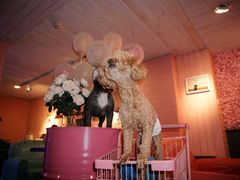 -百好乐宠物友好餐厅(朝外大街店)