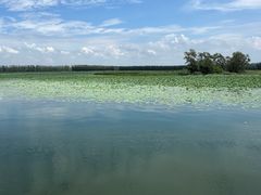-滕州微山湖红荷湿地景区