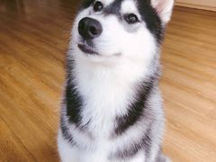 -Husky Go! 哈士奇体验馆·宠物咖啡厅狗咖