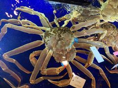 -蟹道乐(道顿堀本店)