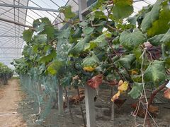 -马陆小张葡萄园农家乐