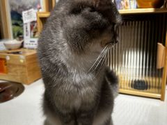 -MOCHA明星猫咖(田子坊店)