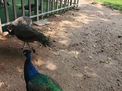 -深圳野生动物园