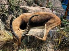 -陕西自然博物馆