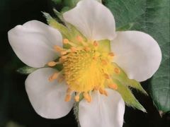 -大自然农场蔬菜草莓采摘园