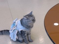 -共舞时光猫咖·狗咖(新街口店)