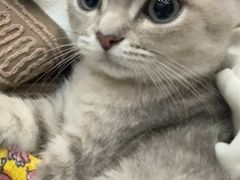 -伟伟宠物医院·瑞派猫友好医院·猫科(光谷店)