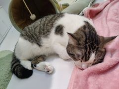 -COLOR PETS 撸猫馆·购猫·猫咖(长风大悦城店)