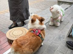 -BE YOLO必有乐&小红帽三明治