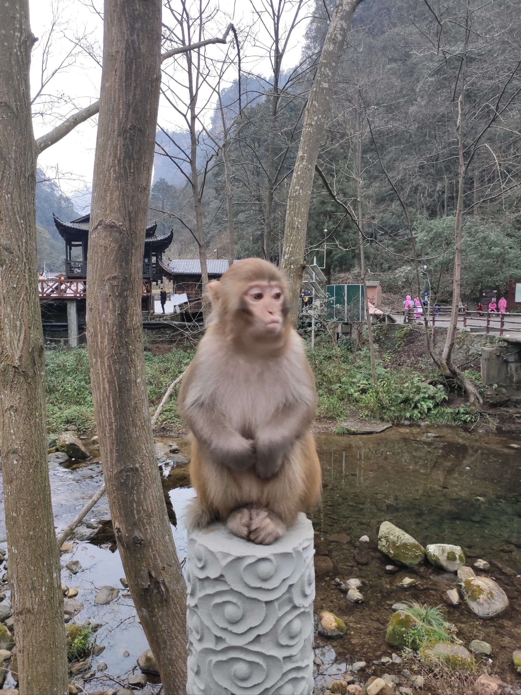 张家界的流氓猴