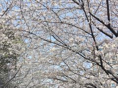 -高东镇樱花园