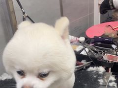 -宠福鑫康馨动物医院·骨科·眼科