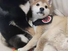 -柴犬小屋·柴餐厅·狗咖食堂(金鼎广场店)