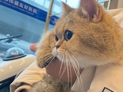 -伟伟宠物医院·瑞派猫友好医院·猫科(光谷店)