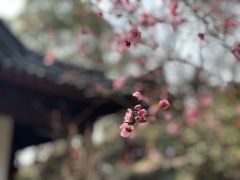 -香雪海